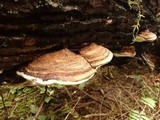 Fomitopsis ochracea image
