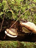 Fomitopsis ochracea image