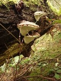 Fomitopsis ochracea image