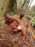 Gyromitra infula image