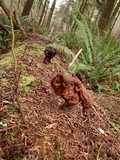 Gyromitra infula image