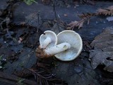 Hypholoma capnoides image