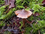 Cortinarius fulvescens image