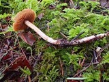 Cortinarius fulvescens image