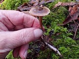 Cortinarius fulvescens image
