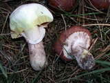 Suillus luteus image