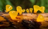 Dacrymyces chrysocomus image