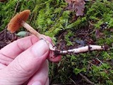 Cortinarius fulvescens image