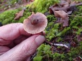 Cortinarius fulvescens image