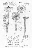 Cortinarius fulvescens image