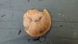 Suillus caerulescens image