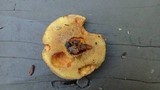 Suillus caerulescens image