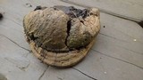 Ganoderma australe image