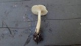 Clitocybe fragrans image