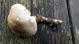 Tricholoma saponaceum image