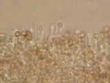 Galerina semilanceata image