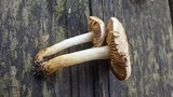 Hebeloma crustuliniforme image