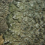 Aspicilia radiosa image