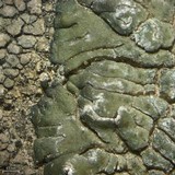 Aspicilia radiosa image