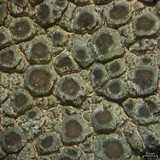 Aspicilia radiosa image