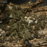 Image of Koerberia biformis