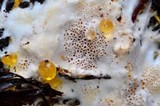 Porotheleum fimbriatum image