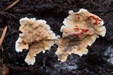 Stereum sanguinolentum image