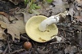 Boletus pallidus image