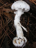 Amanita abrupta image