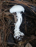 Amanita abrupta image