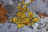 Candelariella rosulans image
