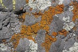 Caloplaca bolacina image
