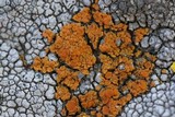 Caloplaca bolacina image