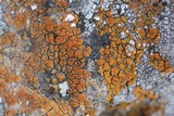 Caloplaca bolacina image