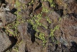 Acarospora socialis image