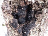 Inonotus obliquus image