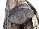 Phellinus igniarius image