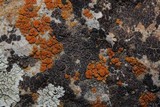 Acarospora veronensis image