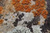 Acarospora veronensis image