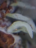 Mucronella bresadolae image