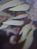 Mucronella bresadolae image