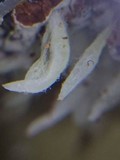 Mucronella bresadolae image
