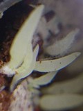 Mucronella bresadolae image