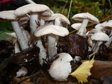 Psathyrella cotonea image