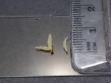 Mucronella bresadolae image