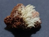 Mucronella bresadolae image