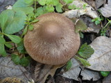 Psathyrella spadiceogrisea image