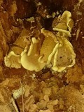 Mucronella bresadolae image