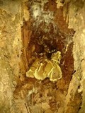 Mucronella bresadolae image