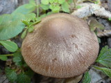 Psathyrella spadiceogrisea image